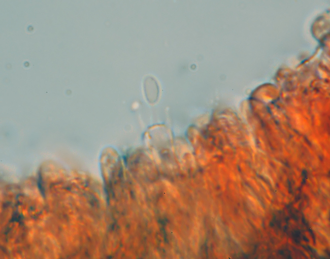 Su legno lavorato 0002. - (Gloeophyllum odoratum)