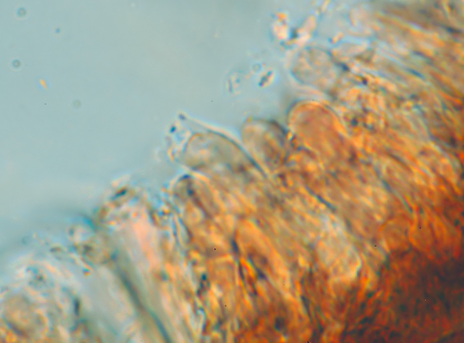Su legno lavorato 0002. - (Gloeophyllum odoratum)