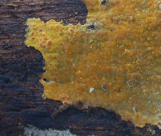 Phlebia subochracea