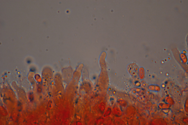 Una rara polyporacea: Parmastomyces mollissimus