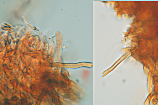 Su legno lavorato 0002. - (Gloeophyllum odoratum)