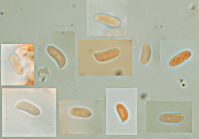 Su legno lavorato 0002. - (Gloeophyllum odoratum)