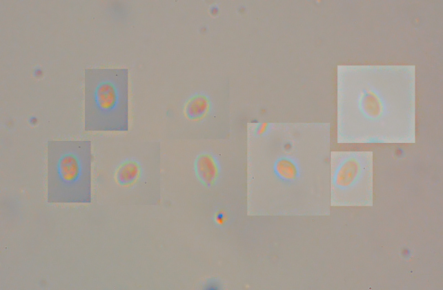 Su legno lavorato 0001.- (Steccherinum ochraceum)