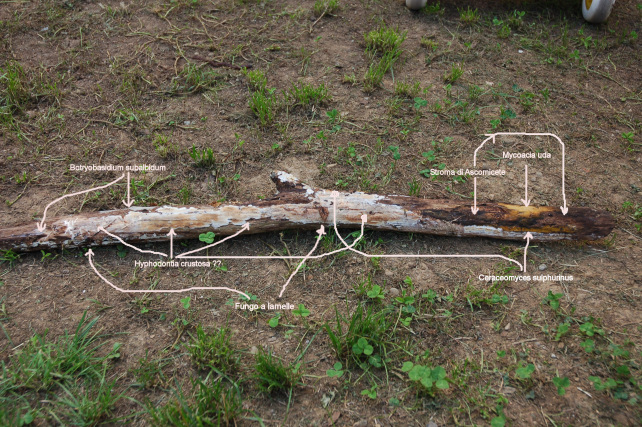 Pezzo di legno affollato