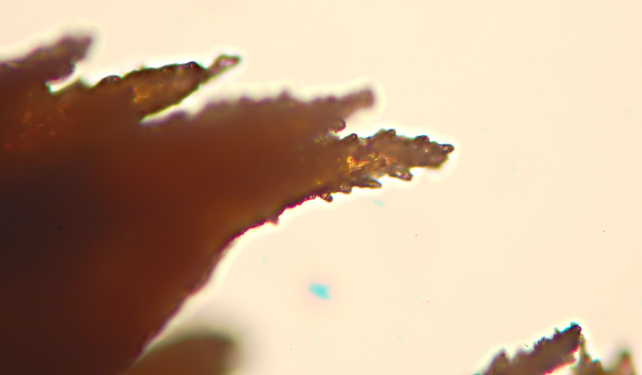 Su legno lavorato 0001.- (Steccherinum ochraceum)