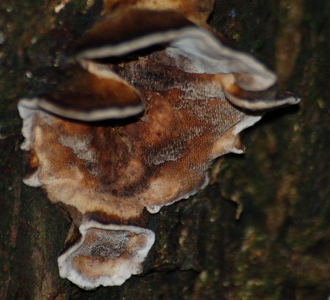 Lignicolo 0003. - (Bjerkandera adusta)