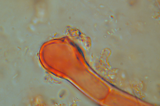 Phlebia subochracea