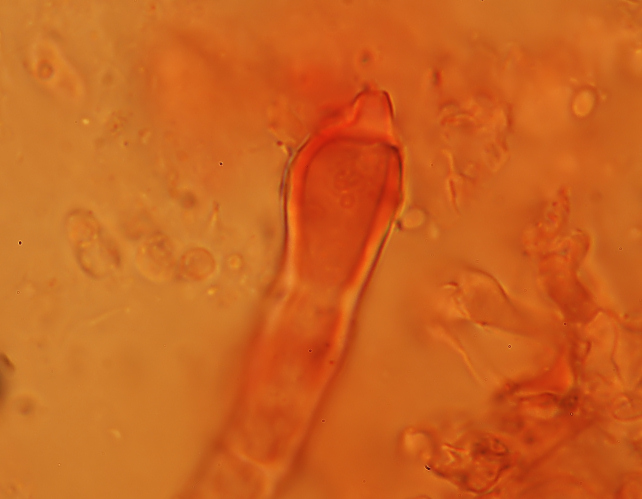 Phlebia subochracea