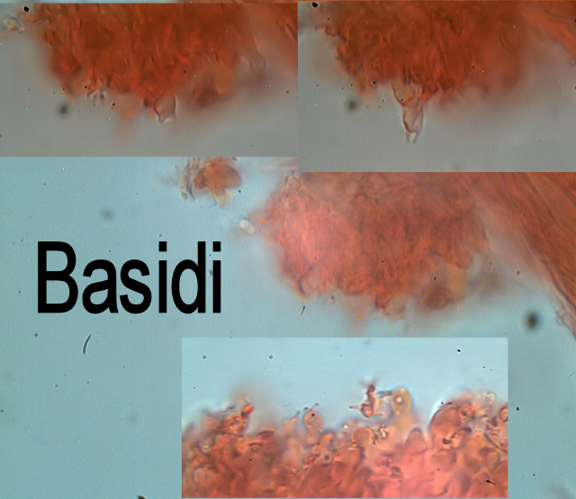 Antrodiella romellii