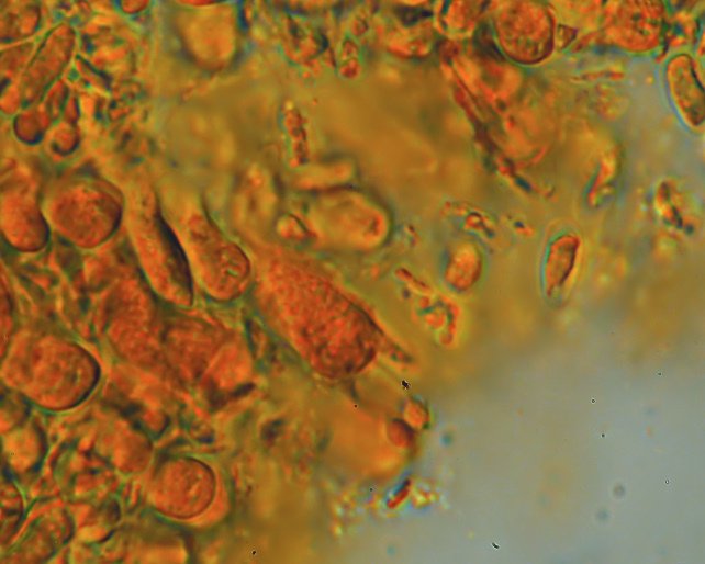 Aphyllophorales???
