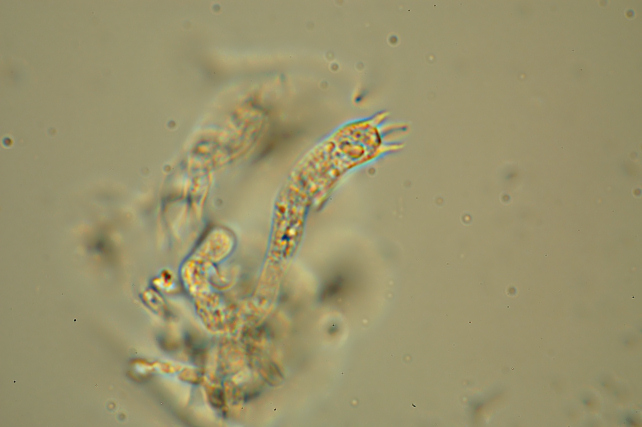 Una rara polyporacea: Parmastomyces mollissimus