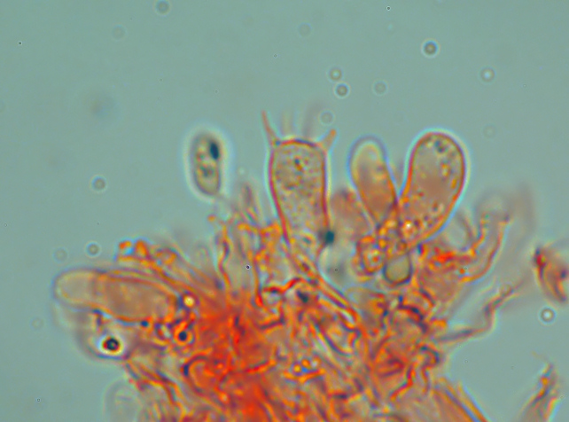 Phlebia subochracea