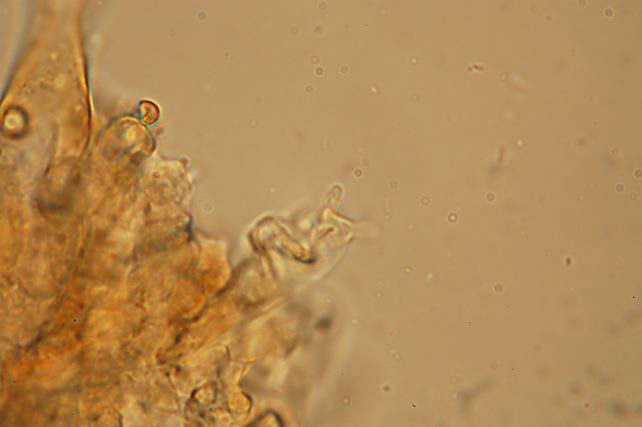 Esperti di Inocybe, aiuto! (cfr I. furfurea var. rufotacta )