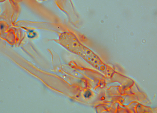 Phlebia subochracea