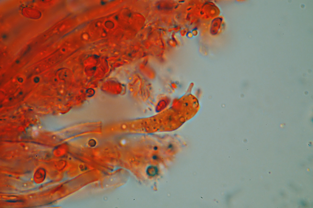 Una rara polyporacea: Parmastomyces mollissimus