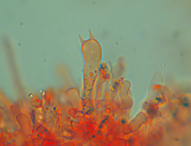 Phlebia subochracea