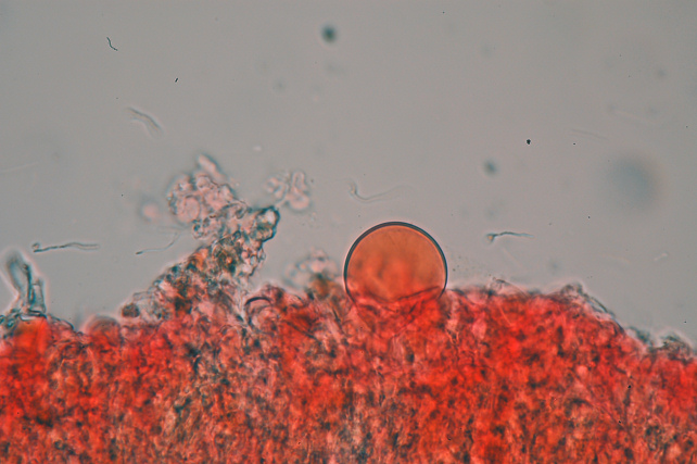 Quale Antrodia? (Antrodia albida)