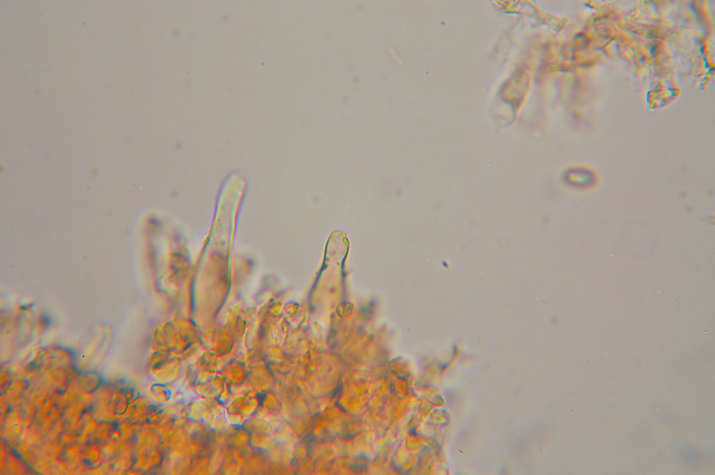 Esperti di Inocybe, aiuto! (cfr I. furfurea var. rufotacta )