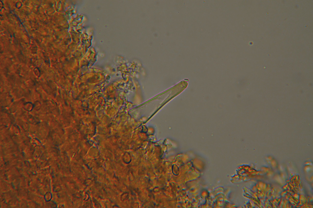 Esperti di Inocybe, aiuto! (cfr I. furfurea var. rufotacta )