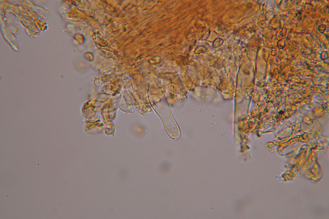 Esperti di Inocybe, aiuto! (cfr I. furfurea var. rufotacta )