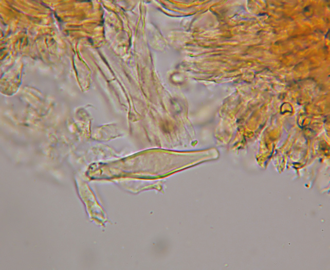 Esperti di Inocybe, aiuto! (cfr I. furfurea var. rufotacta )