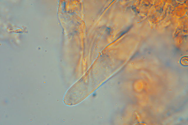 Esperti di Inocybe, aiuto! (cfr I. furfurea var. rufotacta )