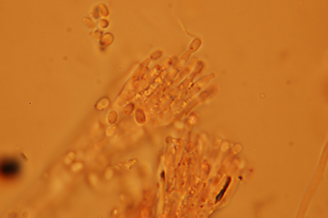 Phlebia subochracea