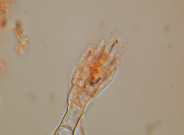 Phlebia subochracea