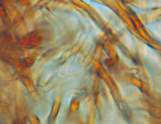 Su legno lavorato 0002. - (Gloeophyllum odoratum)