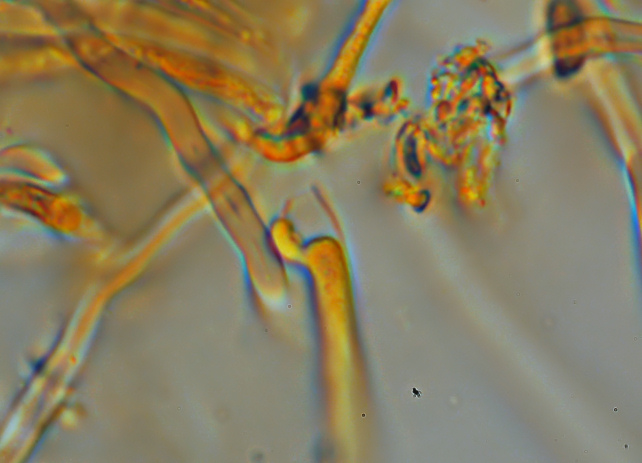Aphyllophorales???