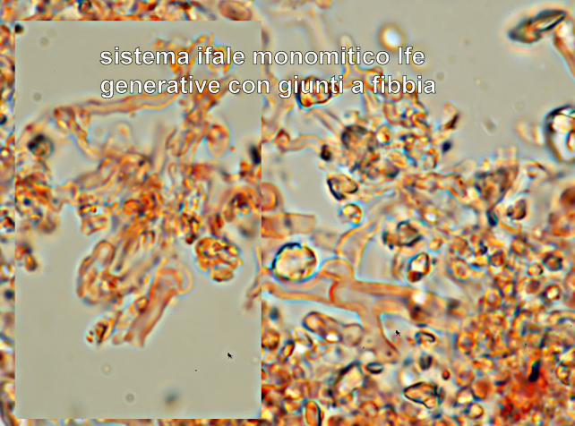 Aphyllophorales???