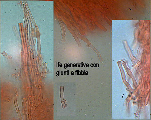 Antrodiella romellii