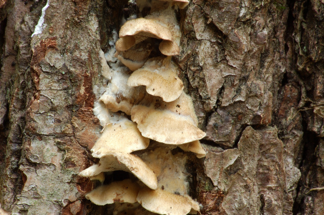 Lignicolo 0003. - (Bjerkandera adusta)