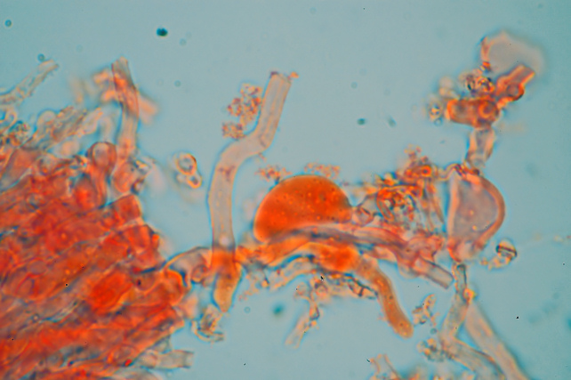 Aphyllophorales???