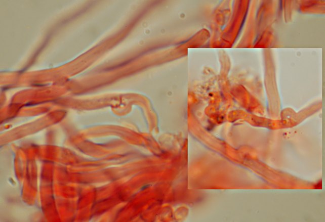 Lignicolo da determinare. (Postia fragilis)