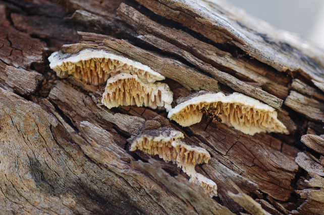 Quale Antrodia? (Antrodia albida)