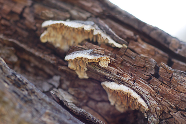 Quale Antrodia? (Antrodia albida)