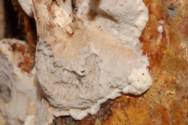Una rara polyporacea: Parmastomyces mollissimus