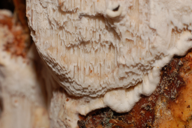 Una rara polyporacea: Parmastomyces mollissimus