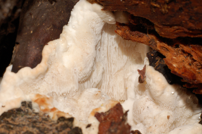 Una rara polyporacea: Parmastomyces mollissimus