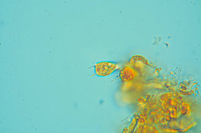 Una rara polyporacea: Parmastomyces mollissimus