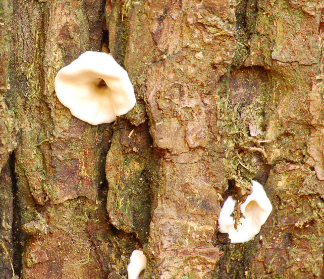 Lignicolo 0003. - (Bjerkandera adusta)