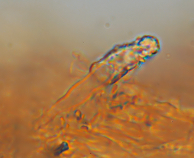 Su legno lavorato 0001.- (Steccherinum ochraceum)