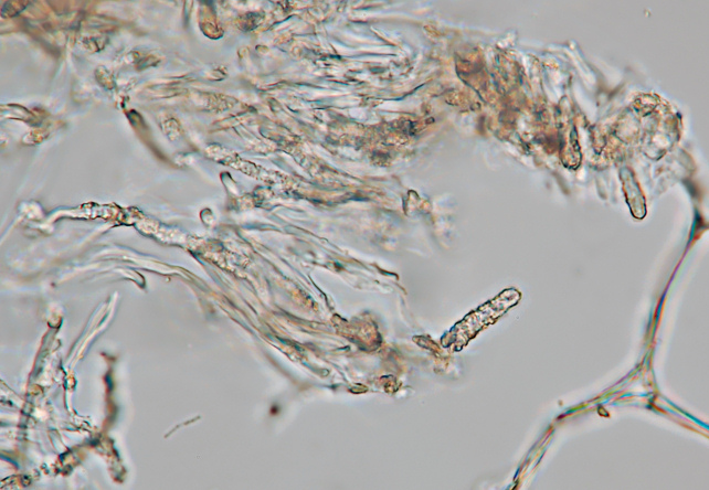 Su legno lavorato 0001.- (Steccherinum ochraceum)