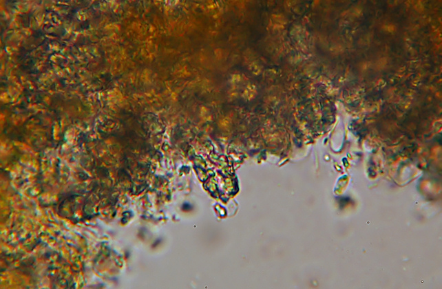 Phlebia subochracea