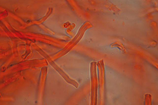 Su legno lavorato 0001.- (Steccherinum ochraceum)