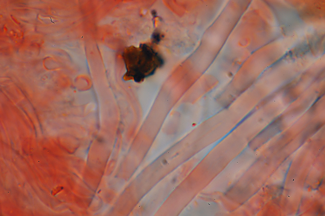 Quale Antrodia? (Antrodia albida)
