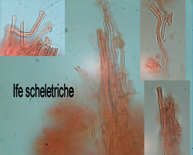 Antrodiella romellii