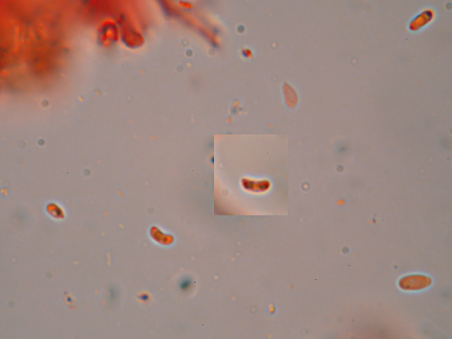 Lignicolo da determinare. (Postia fragilis)
