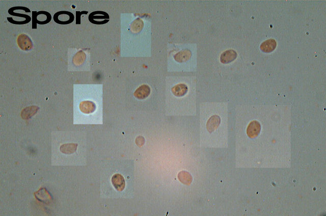 Antrodiella romellii
